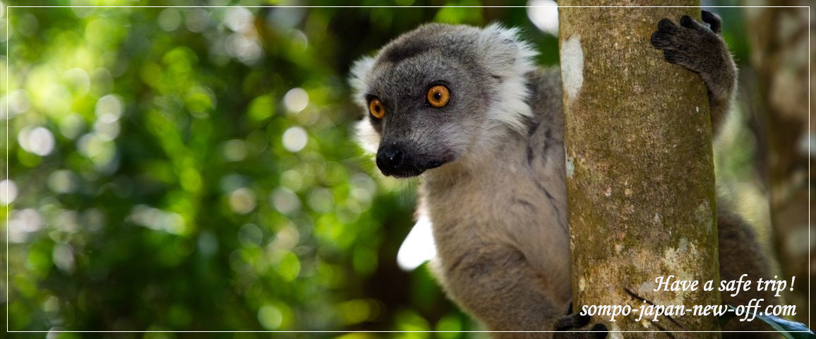 マダガスカルへの海外旅行保険 お見積り・お申込み